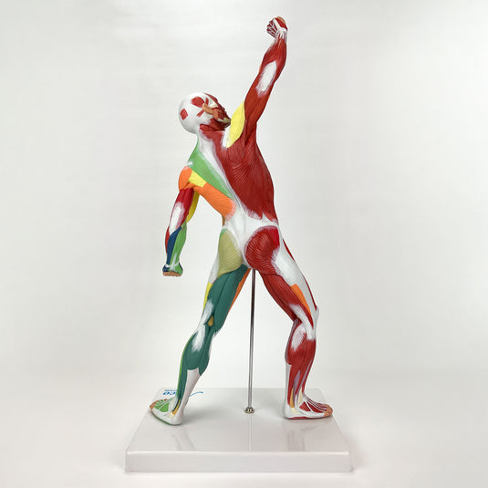 Muscular Figure Didactic Model, 1/4 Life-Size