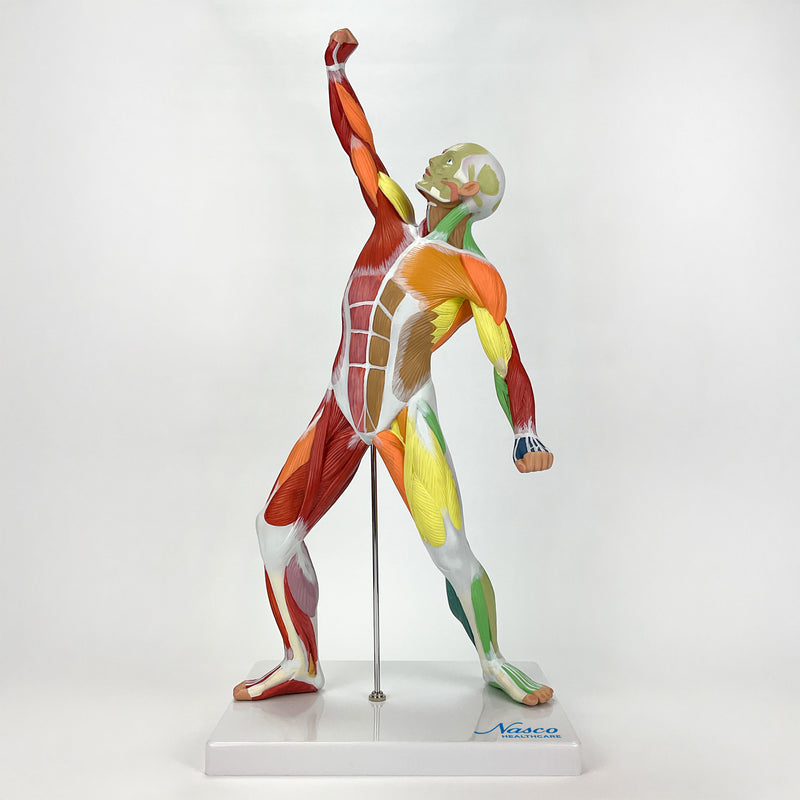 Load image into Gallery viewer, Muscular Figure Didactic Model, 1/4 Life-Size
