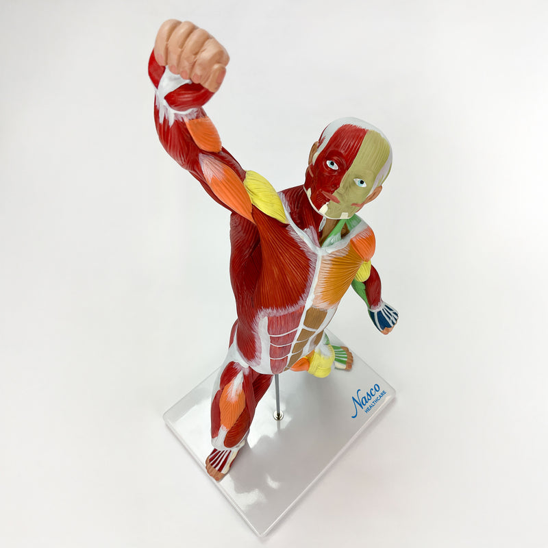 Load image into Gallery viewer, Muscular Figure Didactic Model, 1/4 Life-Size
