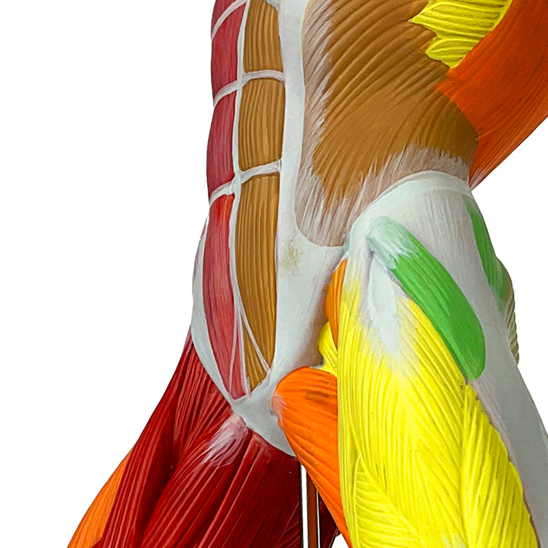 Load image into Gallery viewer, Muscular Figure Didactic Model, 1/4 Life-Size
