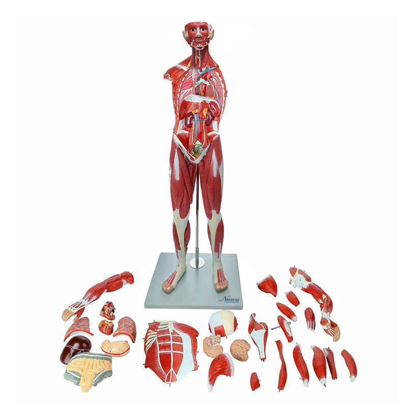 Load image into Gallery viewer, Muscle Figure Model, 1/2 Life-Size, 30 Parts
