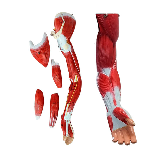 Muscle Figure Model, 1/2 Life-Size, 30 Parts