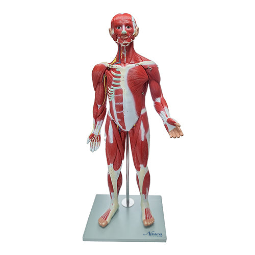 Load image into Gallery viewer, Muscle Figure Model, 1/2 Life-Size, 30 Parts
