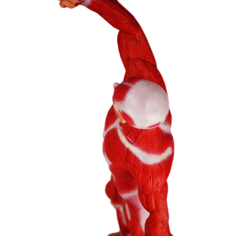 將圖像載入到圖庫檢視器中， Muscle Figure Model, 1/4 Life-Size
