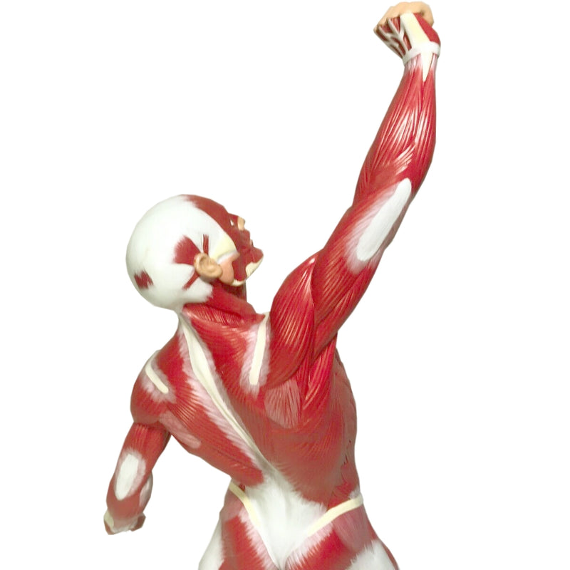 將圖像載入到圖庫檢視器中， Muscle Figure Model, 1/4 Life-Size
