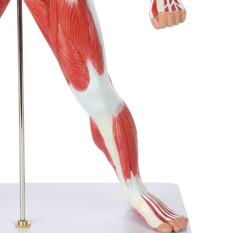 將圖像載入到圖庫檢視器中， Muscle Figure Model, 1/4 Life-Size
