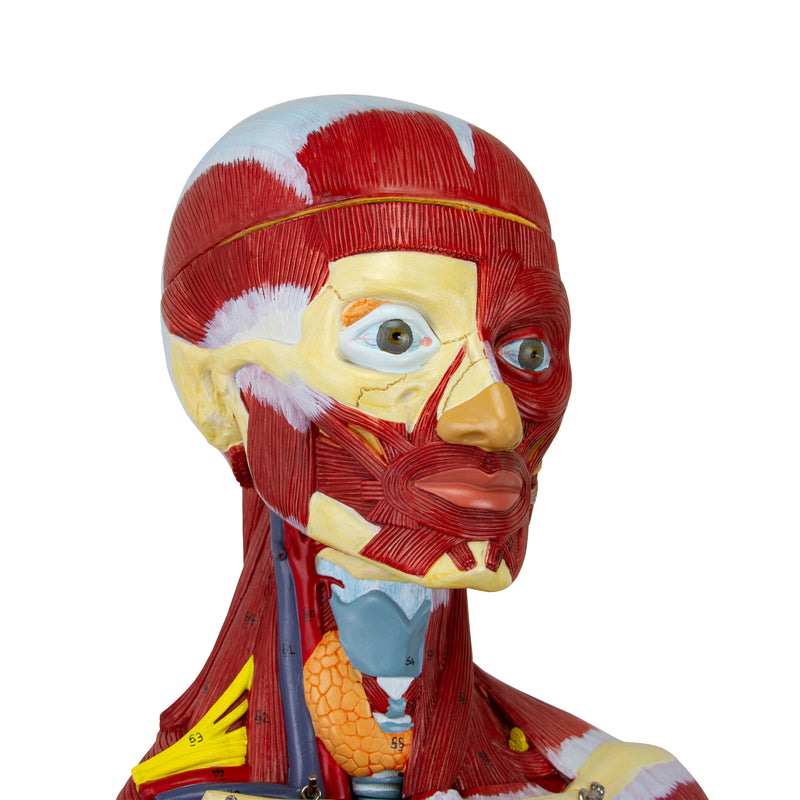Load image into Gallery viewer, Muscular Figure Model, 3/4 Life-Size, 32 Parts
