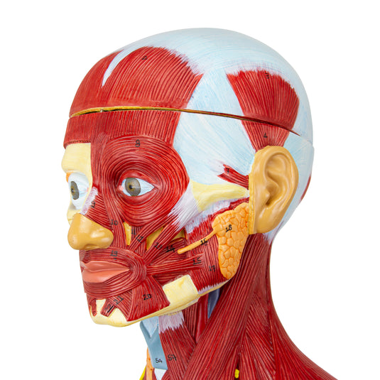 Muscular Figure Model, 3/4 Life-Size, 32 Parts
