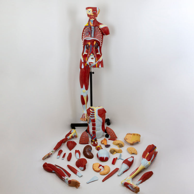 Load image into Gallery viewer, Muscular Figure Model, 3/4 Life-Size, 32 Parts
