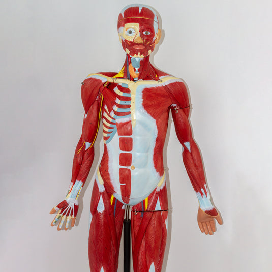 Muscular Figure Model, 3/4 Life-Size, 32 Parts