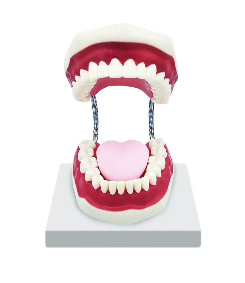 Cargue la imagen en el visor de la galería, Modelo de Cuidado Dental, 3X Ampliado [SKU: MG23875]
