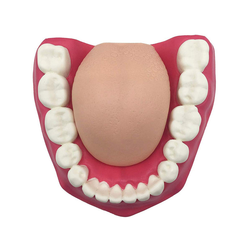 Cargue la imagen en el visor de la galería, Modelo de Cuidado Dental, 3X Ampliado [SKU: MG23875]
