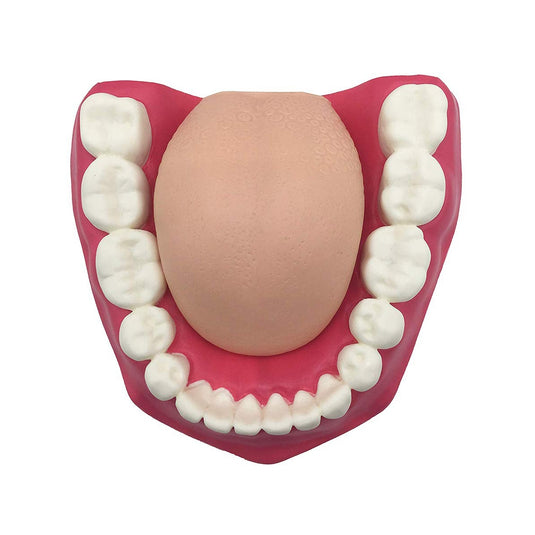 Modelo de Cuidado Dental, 3X Ampliado [SKU: MG23875]