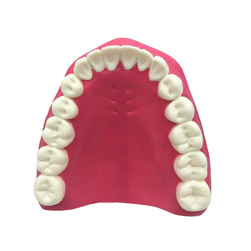 Cargue la imagen en el visor de la galería, Modelo de Cuidado Dental, 3X Ampliado [SKU: MG23875]
