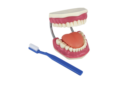 Modelo de Cuidado Dental, 3X Ampliado [SKU: MG23875]