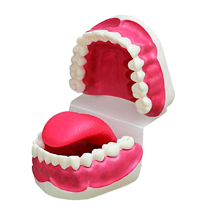 Modelo de Cuidado Dental   [SKU: MG23876]