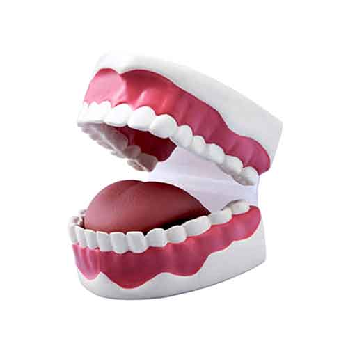 Cargue la imagen en el visor de la galería, Modelo de Cuidado Dental   [SKU: MG23876]
