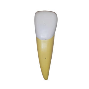 Lower Incisor Model, 2 Parts