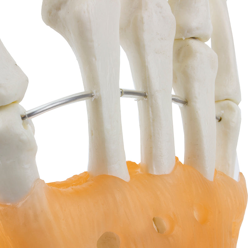 Cargue la imagen en el visor de la galería, Modelo de Articulación de Mano con Ligamentos [SKU: MG24049]
