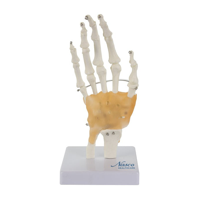 Hand Joint with Ligaments Model