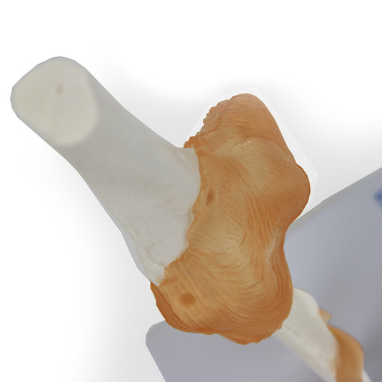 Elbow Joint with Ligaments Model