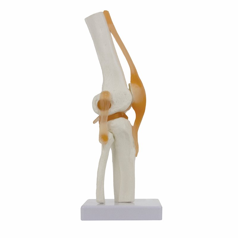 Load image into Gallery viewer, Functional Knee Joint with Ligaments Model
