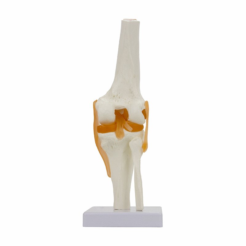 Load image into Gallery viewer, Functional Knee Joint with Ligaments Model
