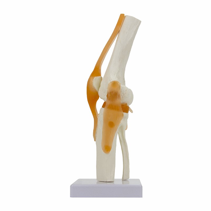 Load image into Gallery viewer, Functional Knee Joint with Ligaments Model
