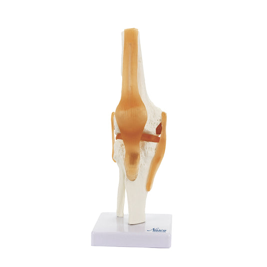Functional Knee Joint with Ligaments Model