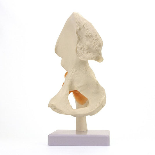 Functional Hip Joint Model