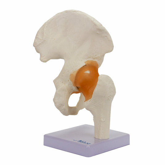 Functional Hip Joint Model