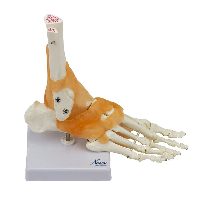 Ankle Joint with Ligaments Model