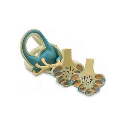 Labyrinth Model, 18X Enlarged, 2 Parts