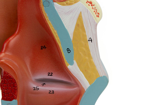Larynx Model, 2X Enlarged, 5-Parts