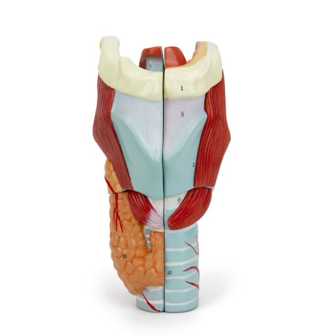 Model Laring, 2X Diperbesar, 5-Bagian [SKU: MG29156]