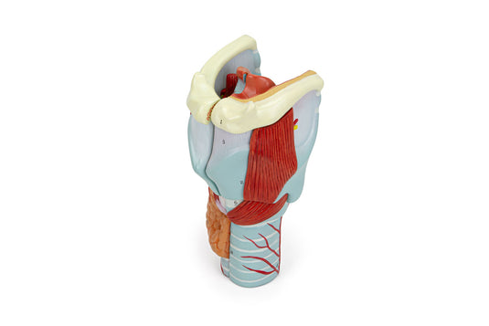 Larynx Model, 2X Enlarged, 5-Parts