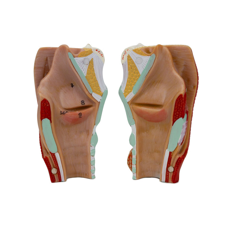 Cargue la imagen en el visor de la galería, Modelo de Laringe, 2 Piezas [SKU: MG29157]
