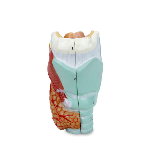 Modelo de Laringe, 2 Piezas [SKU: MG29157]