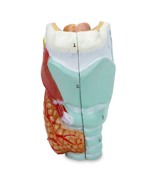 Model Laring, 2-Bagian [SKU: MG29157]