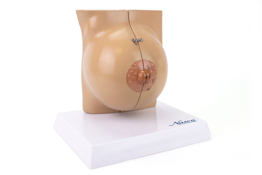 โมเดลเต้านมหญิงที่ไม่ให้นม [SKU: MG29240]