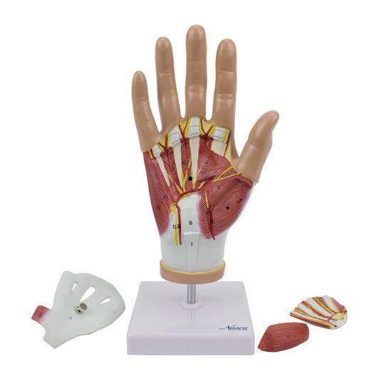 Modelo de Mano con Ligamentos y Músculos, 4 Partes [SKU: MG29364]
