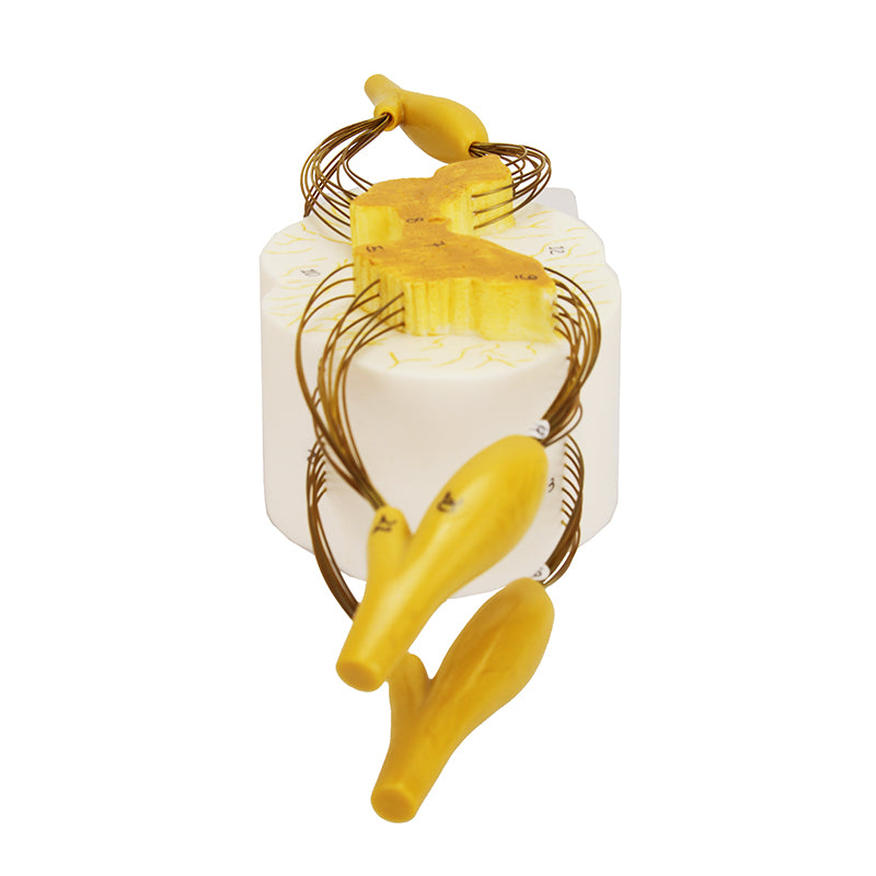 Cargue la imagen en el visor de la galería, Modelo de Médula Espinal con Nervios, 8X Ampliado [SKU: MG29407]
