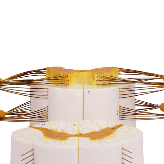 Modelo de Médula Espinal con Nervios, 8X Ampliado [SKU: MG29407]