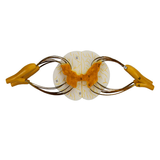 Modelo de Médula Espinal con Nervios, 8X Ampliado [SKU: MG29407]