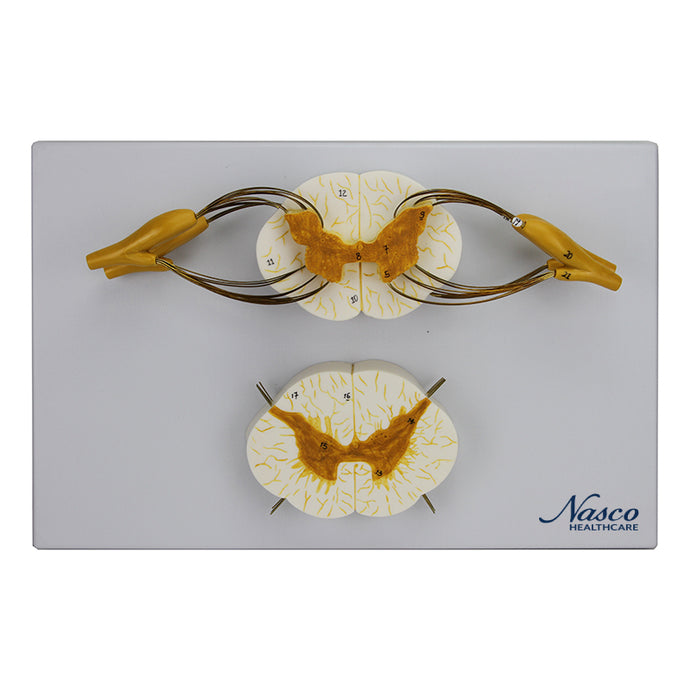 रीढ़ की हड्डी और नसों का मॉडल, 8X बड़ा [SKU: MG29407]