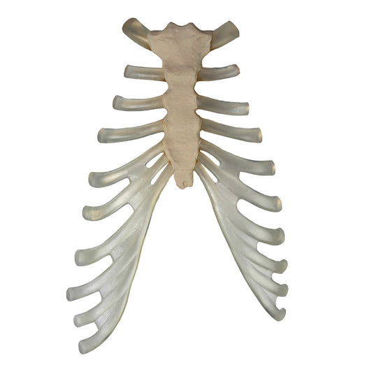 Disarticulated Half-Skeleton, Unmounted [SKU: MG29411
