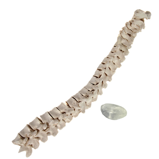 Disarticulated Half-Skeleton, Unmounted