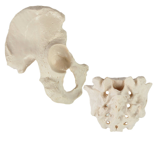 Disarticulated Half-Skeleton, Unmounted [SKU: MG29411