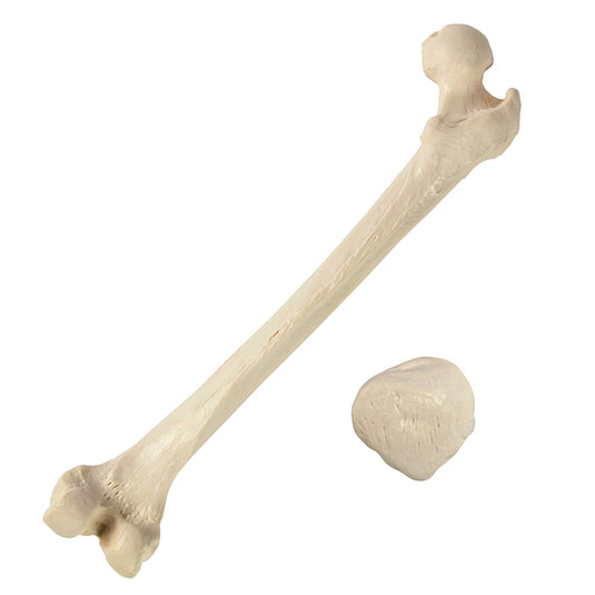 Disarticulated Half-Skeleton, Unmounted