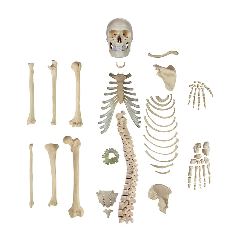 Load image into Gallery viewer, Disarticulated Half-Skeleton, Unmounted
